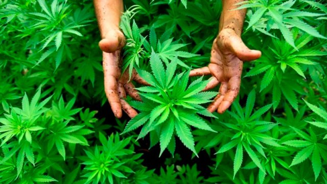 Azərbaycanda bir kənddə 1,7 tonluq çətənə kolları... - ƏMƏLİYYAT