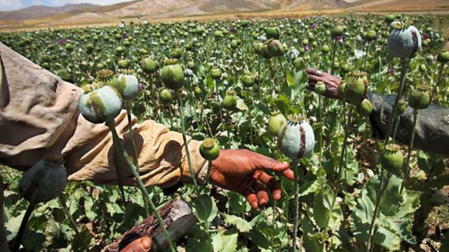 “Heroin cihadı”: \