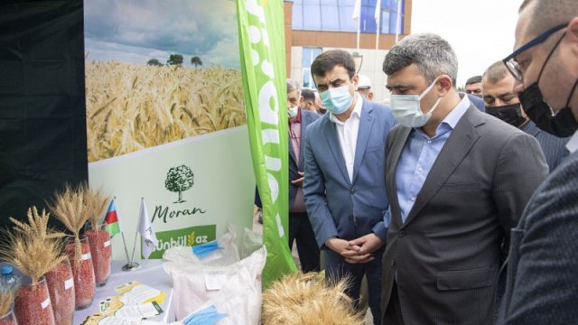 İnam Kərimov Saatlıda keçirilən toxum sərgi-satış yarmarkasında iştirak edib - FOTO
