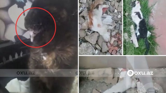 Bakıda pişiklər işgəncə verilərək öldürülür - VİDEO