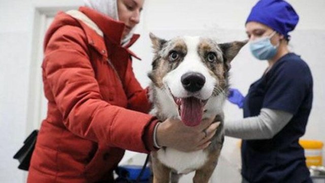 Heyvanlar üçün də korona vaksini hazırlandı