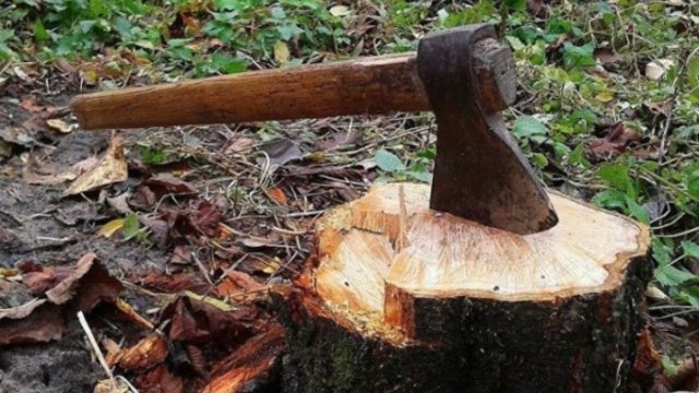 Ağacları qanunsuz kəsdiyinə görə şirkətə cinayət işi açıldı