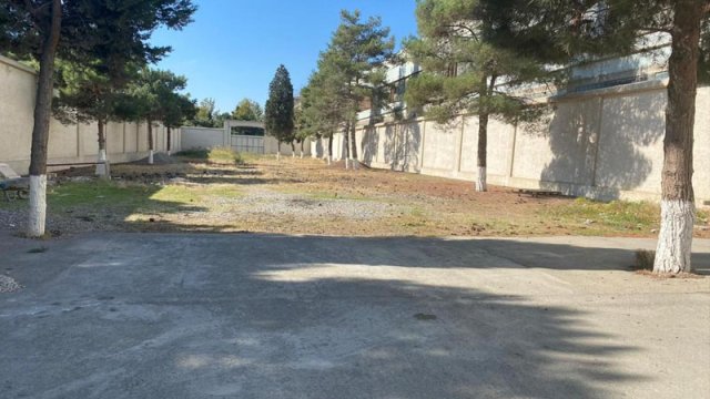 Eks deputat ağacları kəsdirdi, İDEA nəzarətə götürdü - FOTOLAR