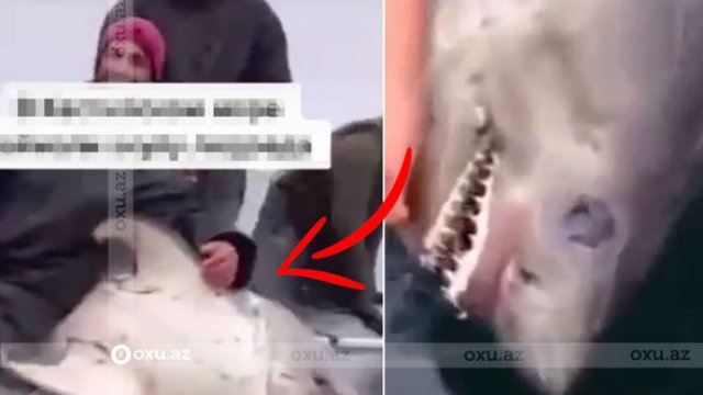 Xəzər dənizində köpək balığı tapılıb? - AÇIQLAMA