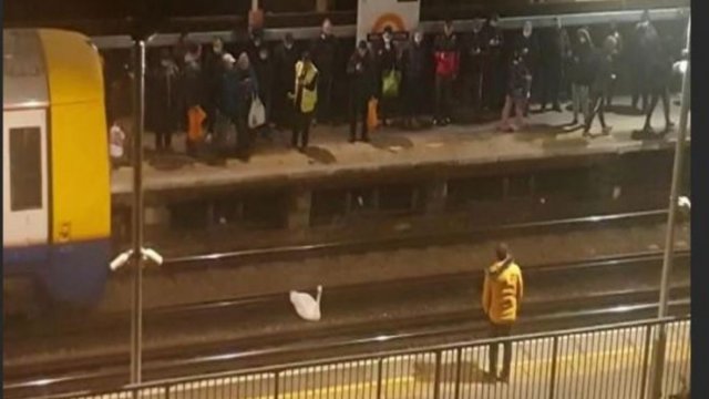 Metroda qəribə hadisə - Quş metronun hərəkətini iflic etdi