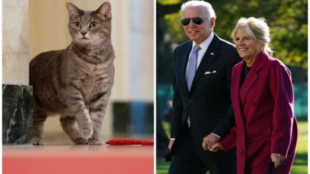 Baydenin pişiyi AĞ EVƏ köçdü - FOTO