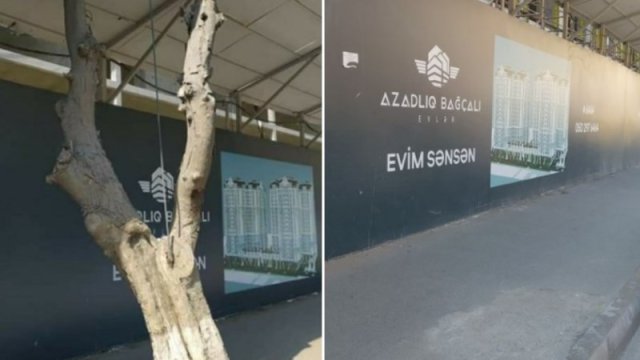 Bakıda yol kənarındakı ağac yoxa çıxdı - FOTO