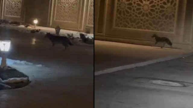 Naxçıvanın mərkəzində canavarlar görüntüləndi - VİDEO
