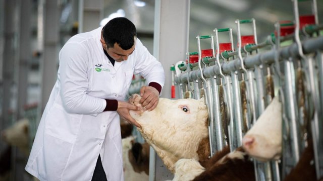 Qobustan Heyvandarlıq Nümayişxa0 Kompleksində xarici cins Simmental inəklərinin satışına başlanıldı
