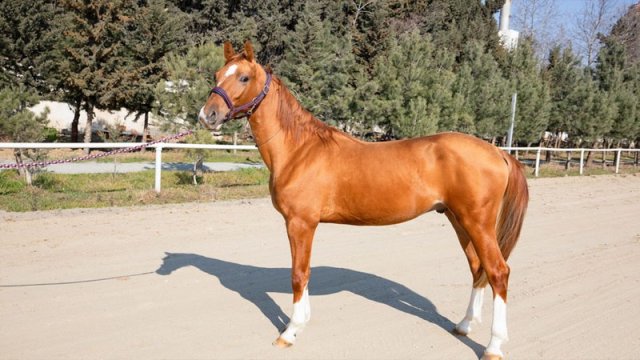 Azərbaycanda ilk dəfə Qarabağ atları hərrac yolu ilə satışa çıxarılır - FOTOLAR