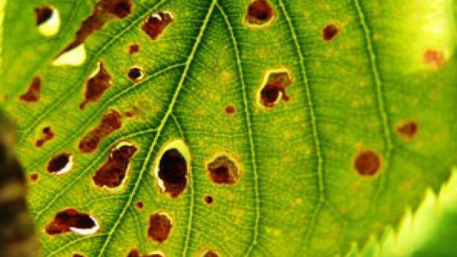 Bağlarda xəstəlik yayılması riski var - Fermerlərə SMS göndərildi