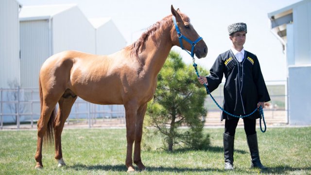 İlk dəfə Qarabağ atlarının auksion vasitəsilə satışı həyata keçirildi - FOTOLAR