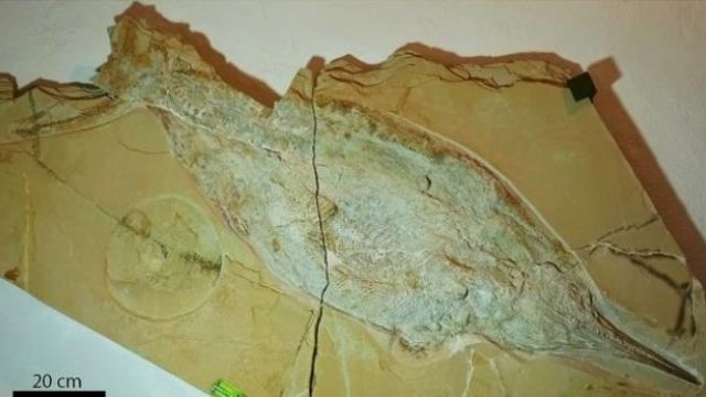 Dünyanın ən böyük canlısı kəşf edildi – FOTO