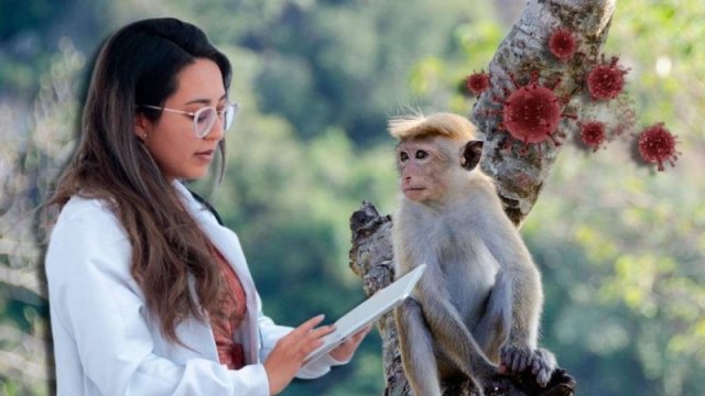 1981-ci ilə kimi doğulanlara meymun çiçəyi qorxulu deyil - SƏBƏB