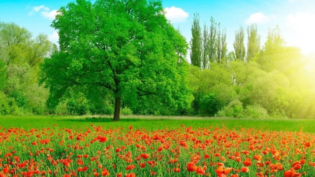 Sabah hava necə olacaq?