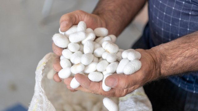 Kümçülərin nəzərinə: İpəkqurdunun təkrar yemlənməsi ilə məşğul olmaq istəyənlər DAİM-lərə müraciət edə bilərlər