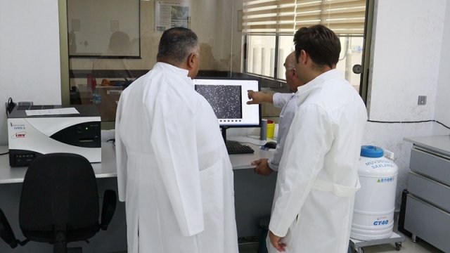 Azərbaycanda ilk dəfə düyələrə embrion transfer edildi - FOTOLAR