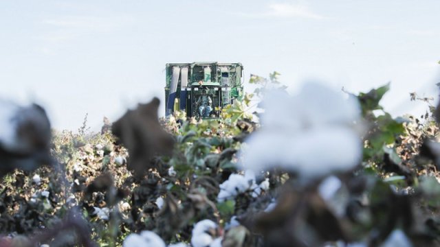 Pambıqçılıq-2022: Tədarük məntəqələrinə 285 min tondan çox pambıq təhvil verilib