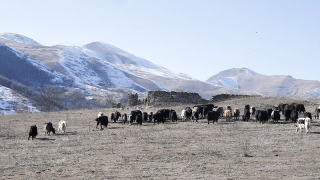 Laçına gətirilmiş yak sürüsünün yerli şəraitə adaptasiyası davam edir - FOTOLAR