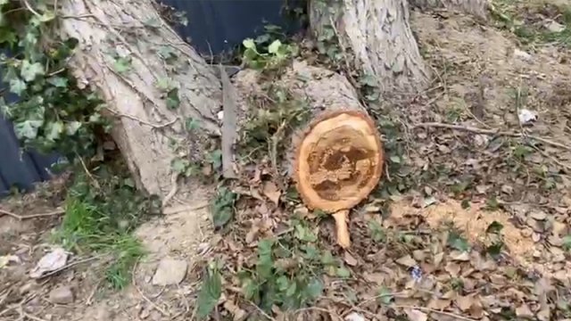 Xətai rayonunda ağaclar kəsilir - VİDEO