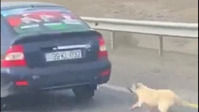 Azərbaycanda insanlığa sığmayan vəhşilik kameraya düşdü - ANBAAN VİDEO