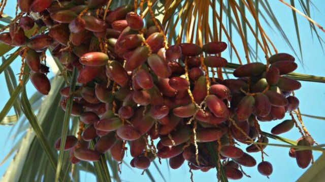 Xurma insan kimi 9 ay 