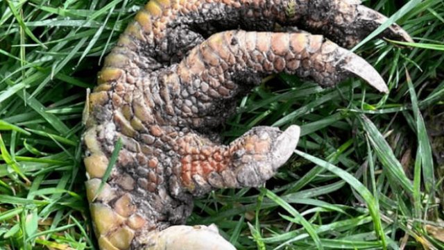 Britaniyalı qadın dinozavr pəncəsi tapdığını iddia etdi: 