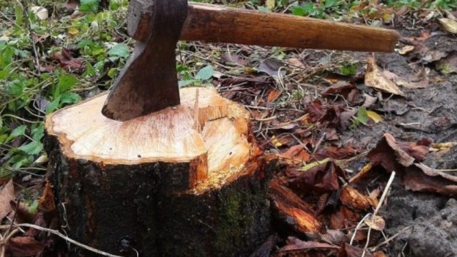 Azərbaycanın dörd nöqtəsində 900 ədəd ağac və kol qanunsuz kəsilib