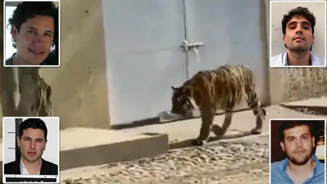 Sinaloanın vəhşilikləri: İnsanları pələnglərə yedizdirir, 