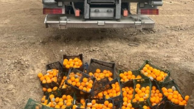 Türkiyədən gətirilən portağalda zərərli orqanizm aşkarlandı
