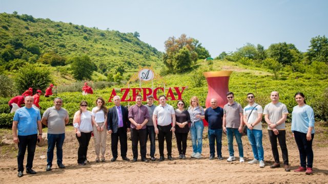 “Azerçay” tərəfindən KİV nümayəndələrinin çay plantasiyalarına media-turu təşkil edildi - FOTO