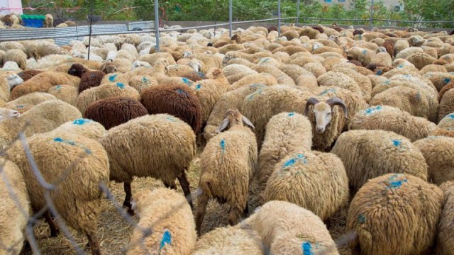 Qurbanlıq heyvanların qiyməti açıqlandı - VİDEO