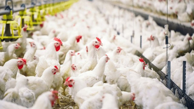 “Hacıqabul Quşçuluq Şirkəti” istehlakçıların hüquqlarını pozub