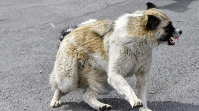 Sahibsiz itlərdə dərmana davamlı göbələk tapıldı