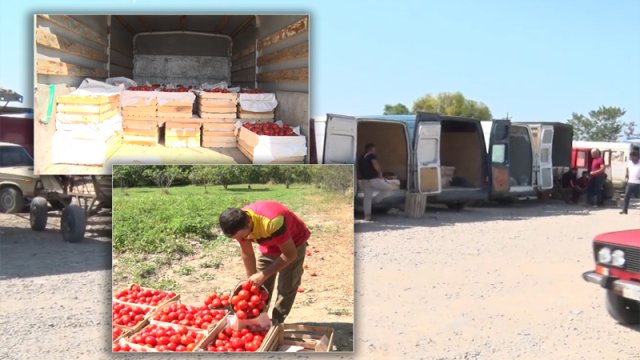 Pomidor almaq istəyənlərin nəzərinə! Kiloqramı 20 qəpik, yeşiyi 5 manat - VİDEO