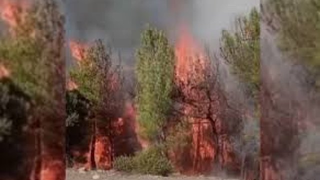Türkiyədə növbəti yanğın - VİDEO