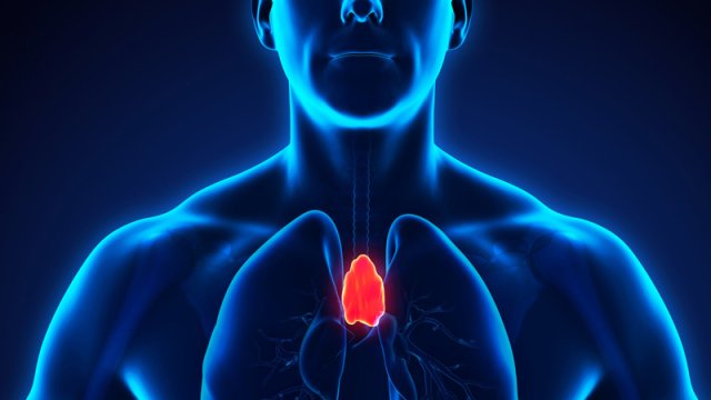 Yararsız olduğu düşünülən orqan xərçənglə mübarizə apara bilir