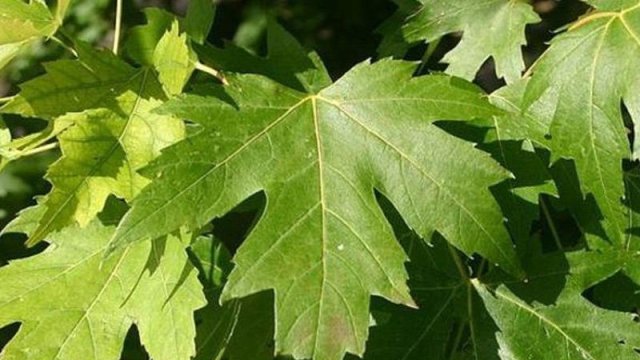 Çinar yarpağı bu ağrıları kəsir