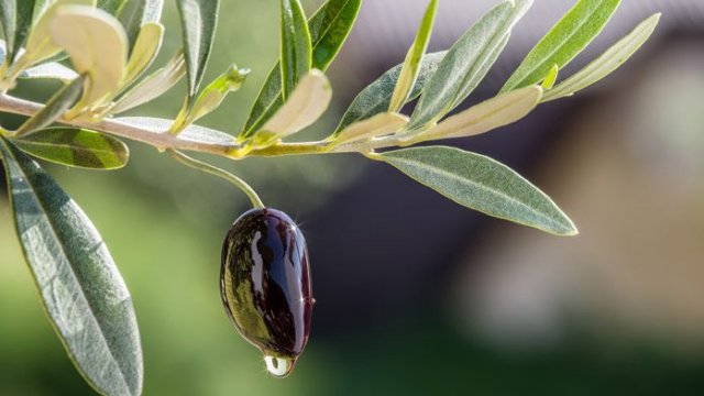 40 gün bunu etsəniz, diabetdən xilas olacaqsınız...