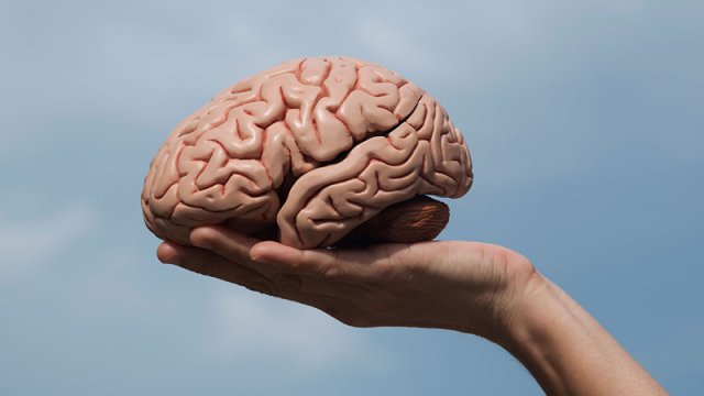 Həkim beyin fəaliyyətini stimullaşdıran qidaları açıqladı