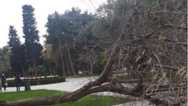 Güclü külək nəticəsində Bakıda 13 ağac sındı