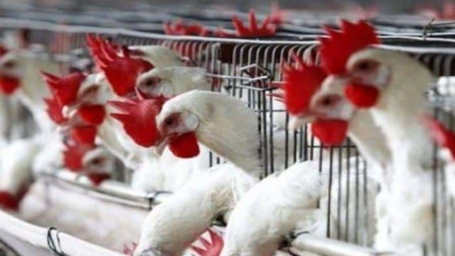 ABŞ və Macarıstandan Azərbaycana quş əti gətirilməsinə məhdudiyyət qoyuldu