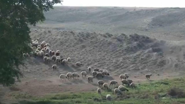 Bu rayonda heyvanlar örüş sahələrindən yoxa çıxır - VİDEO