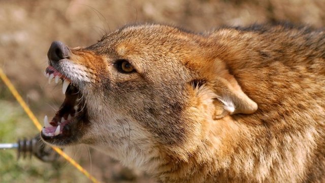 Zaqatalada çaqqal hücumunda 5 nəfər yaralandı - İkisi məktəblidir