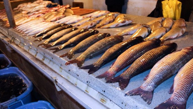 Azərbaycanda balıq kəskin bahalaşacaq - AÇIQLAMA