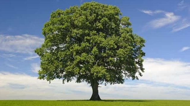 Ağaclar haqqında bu məlumatları bilirdiniz?