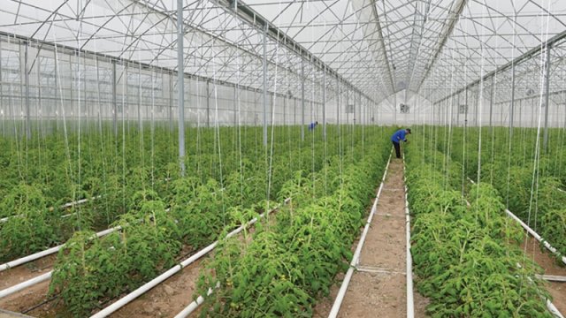 Bakıda sahibkar istixanasını 1,5 milyon manata satışa çıxarıb - FOTO