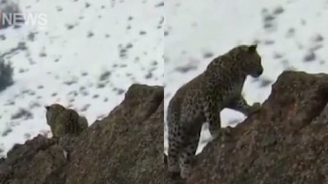 Nəsli kəsilmək təhlükəsi altında olan İran bəbiri göründü - VİDEO