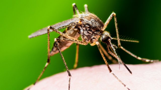 Ucuz antibiotik malyariyanın kökünü kəsə bilər