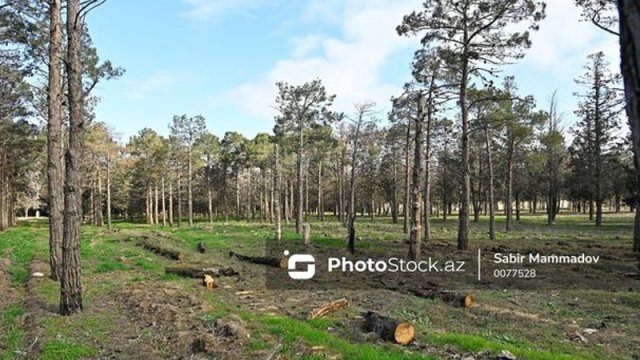 Bakıda 40 il əvvəl salınan park xarabaya çevrilib: Meşəlik itlərin oylağıdır - FOTOLAR